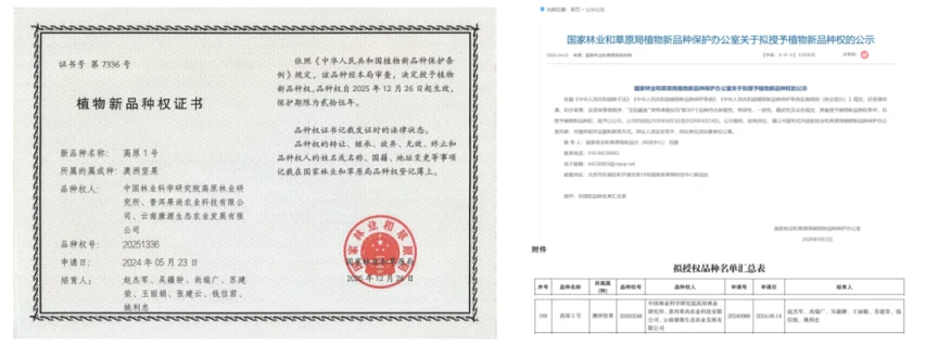 云南选育！2个澳洲坚果品种获国家植物新品种权