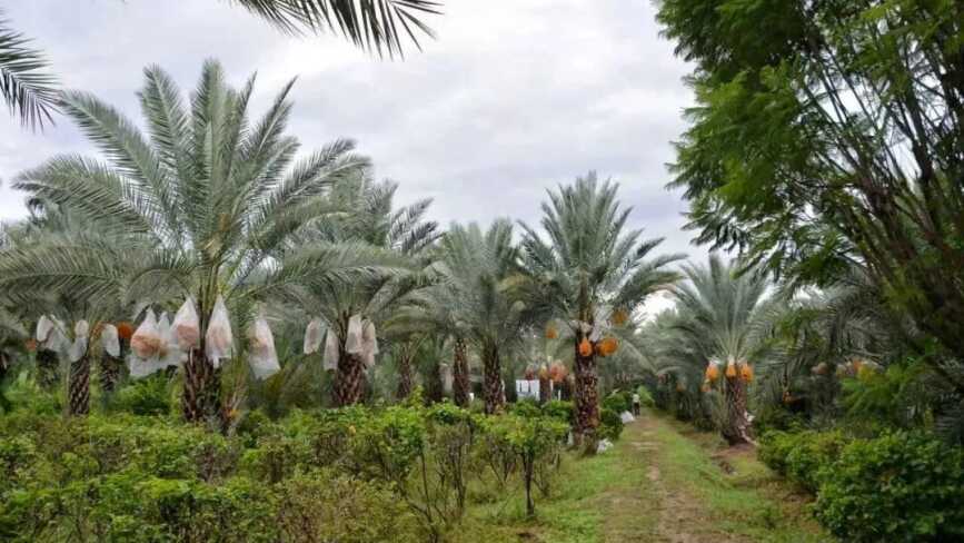云南首个干热河谷棕榈植物研究科普实践基地启动建设