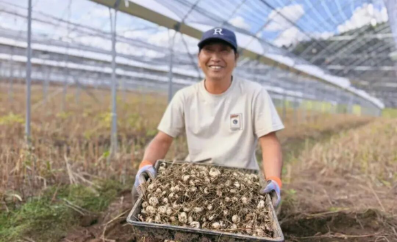 (社发处)亩产鲜药材837.8公斤!云南川贝母规范化栽培技术稳产效果显著1118.png