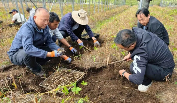 ​亩产鲜药材837.8公斤！云南川贝母规范化栽培技术稳产效果显著