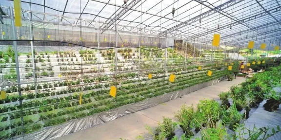 【云南发布】从种质破题到数字赋能 云南中药材产业全链加速升级1916.png